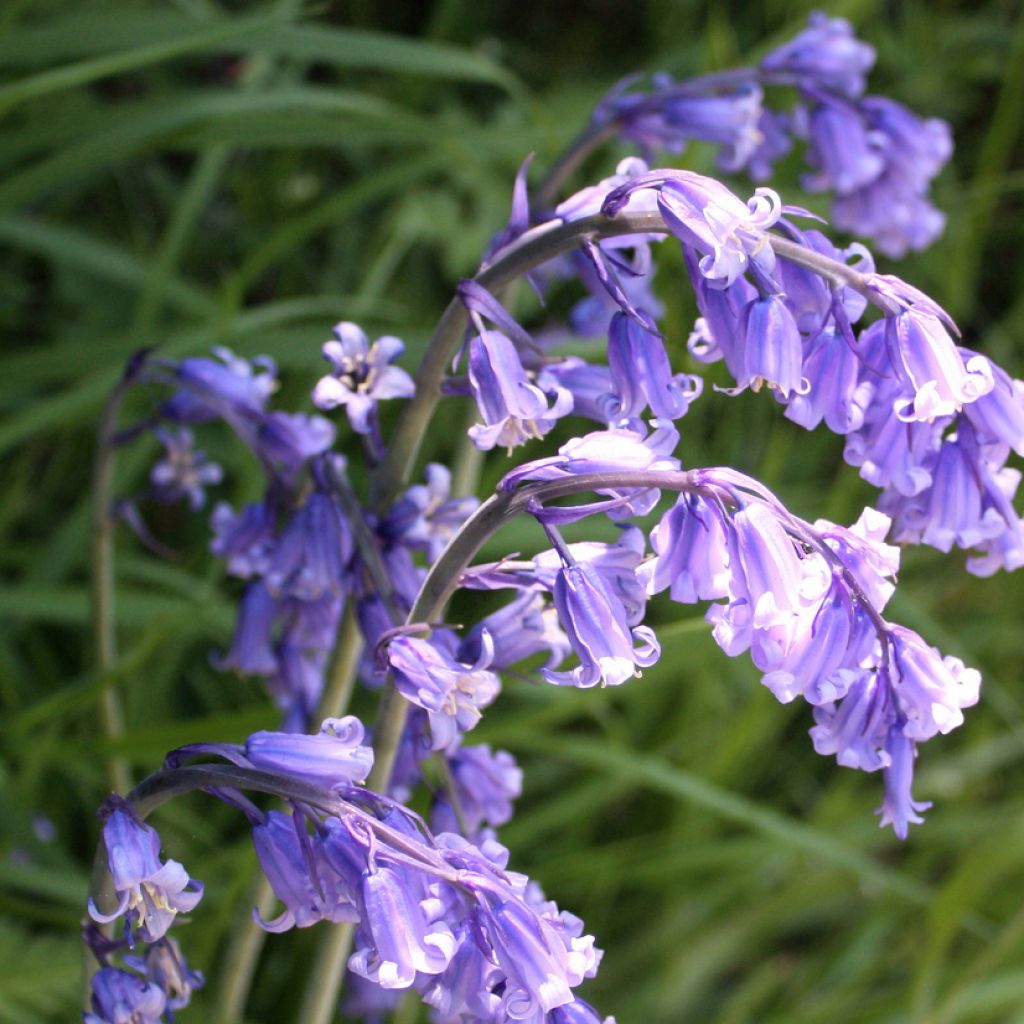 Hyacinthoides hispanica