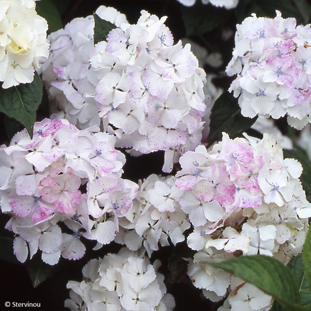 Hydrangea serrata Impératrice Eugénie - Ortensia