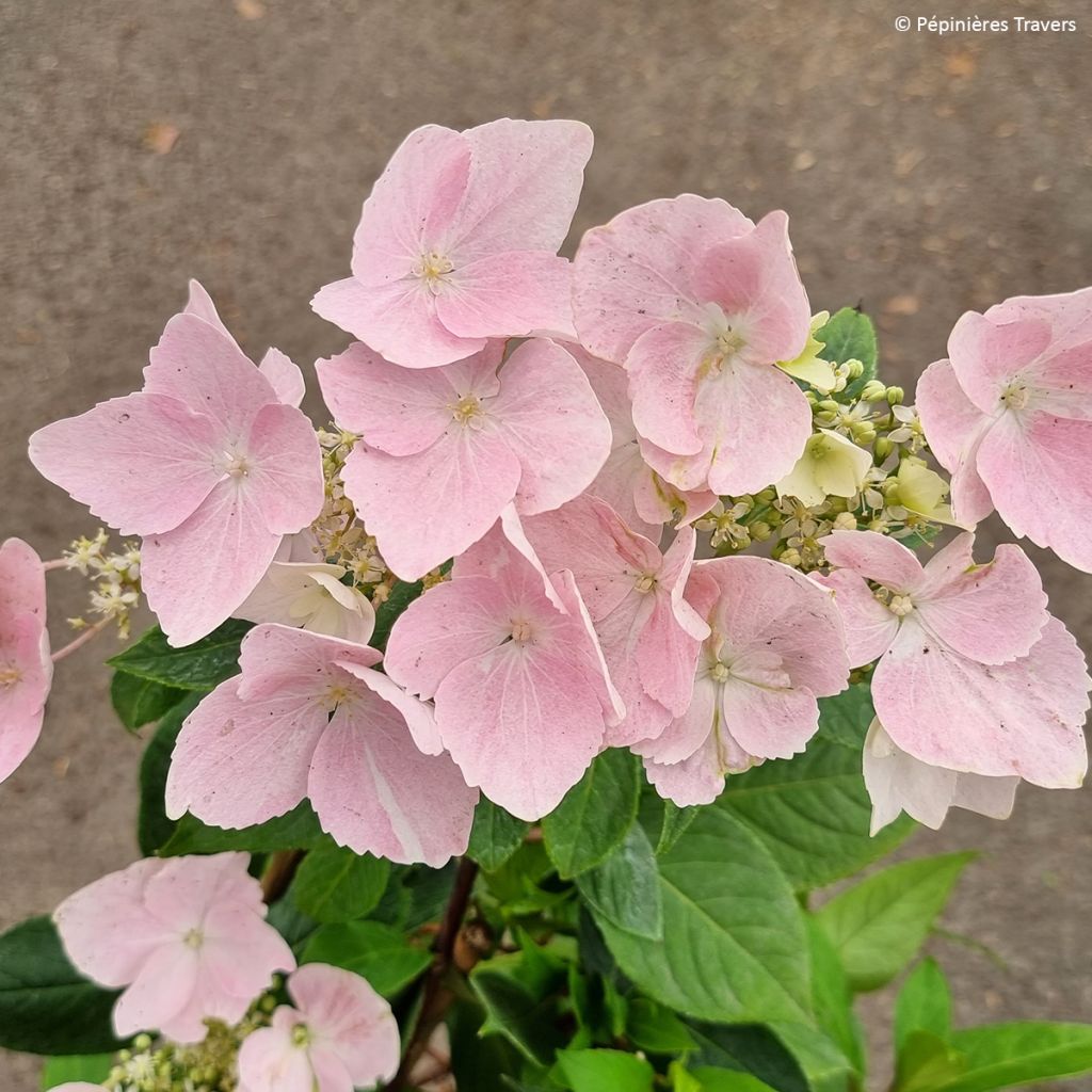 Hydrangea Renaissance - Ortensia