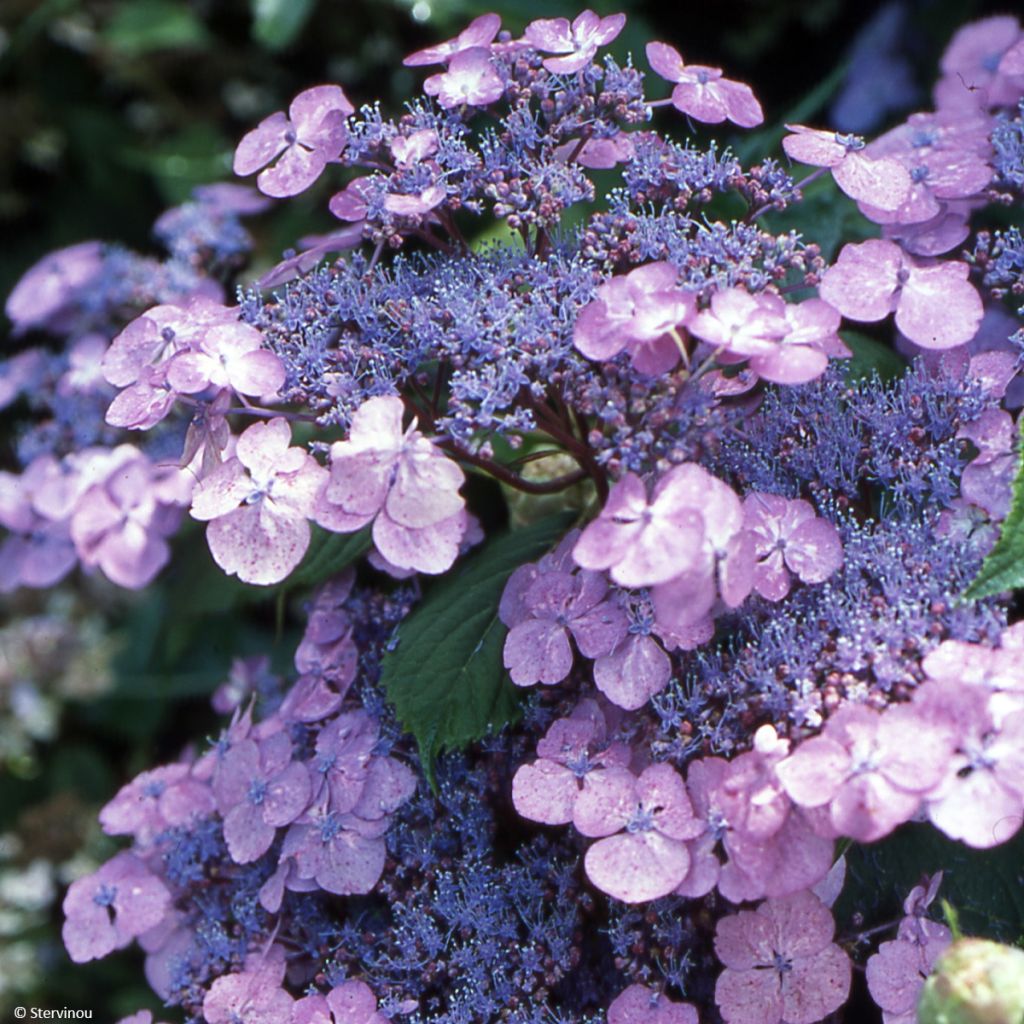 Hydrangea serrata Vicomte de Kerlot - Ortensia