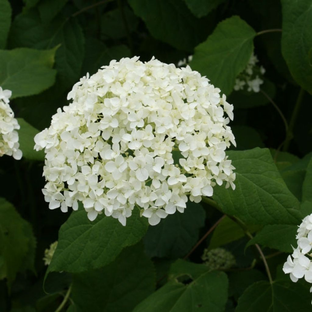 Hydrangea arborescens Annabelle - Ortensia