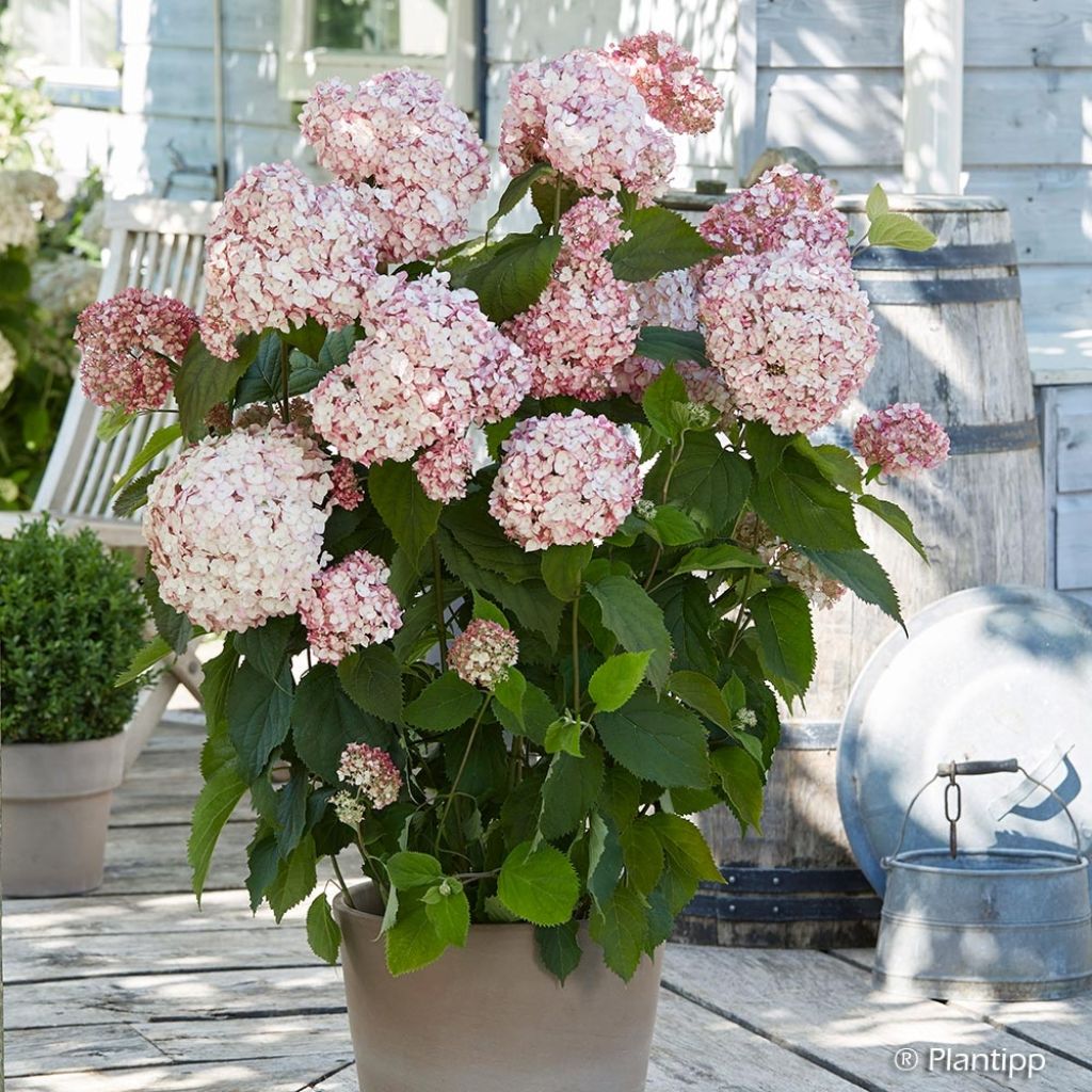 Hydrangea arborescens Candybelle Bubblegum - Ortensia