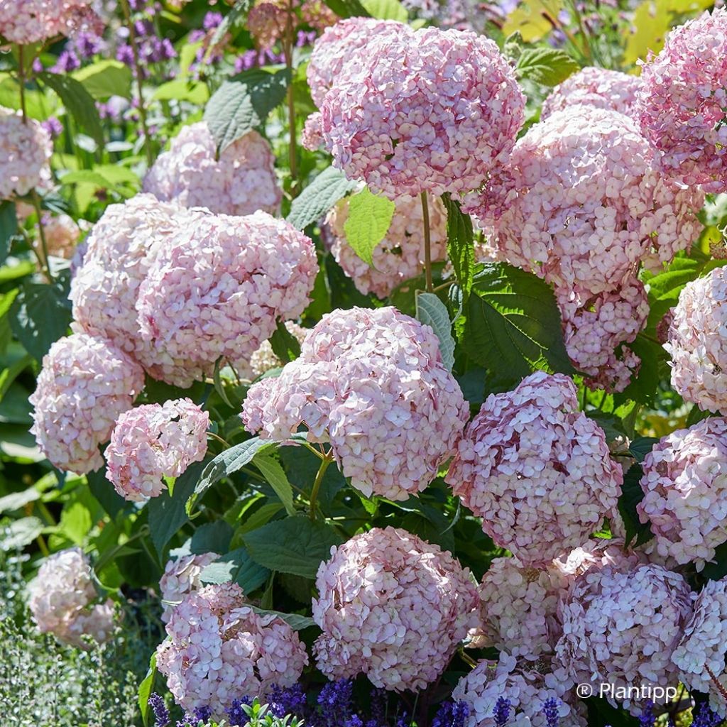 Hydrangea arborescens Candybelle Bubblegum - Ortensia