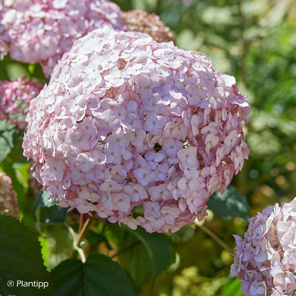 Hydrangea arborescens Candybelle Bubblegum - Ortensia