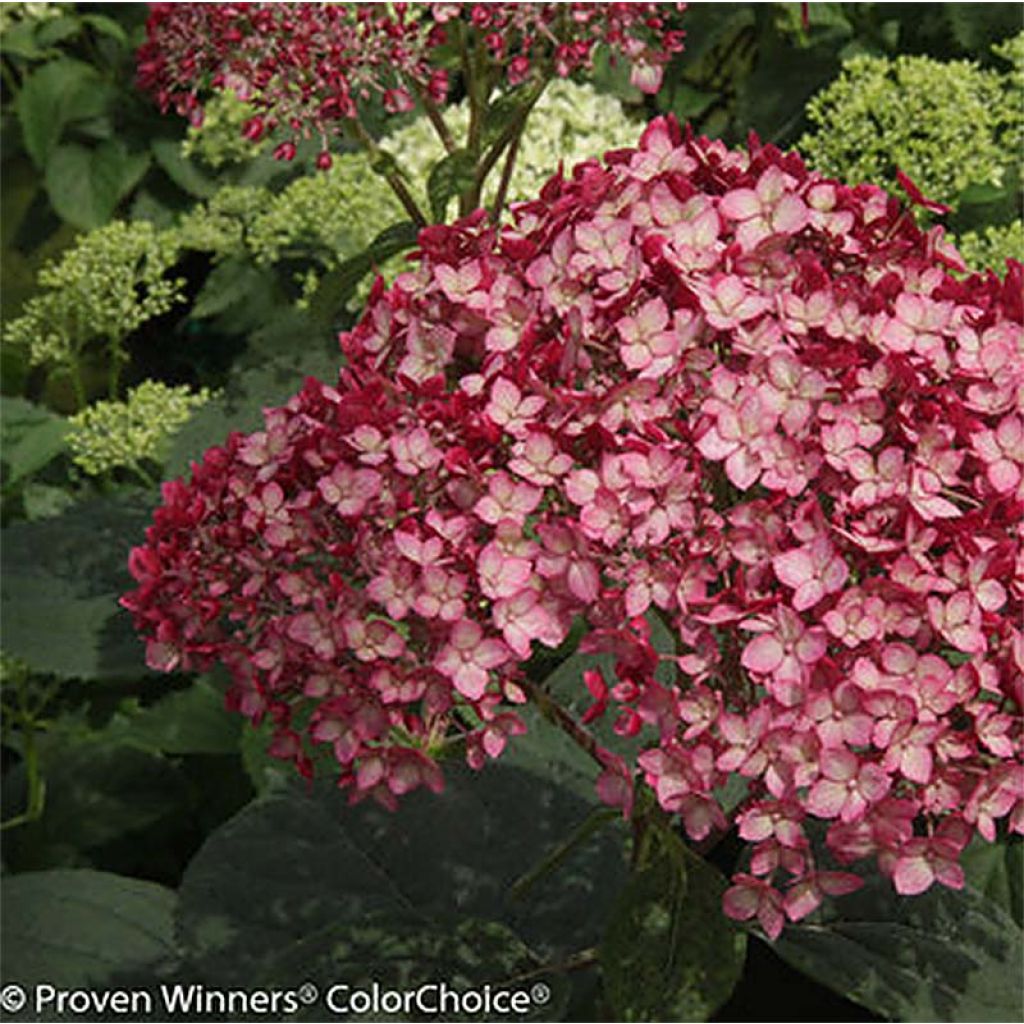 Hydrangea arborescens Ruby Annabelle - Ortensia