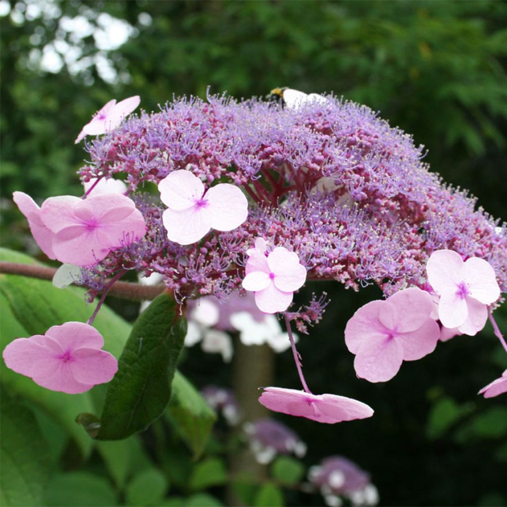 Hortensia - Hydrangea aspera Anthony Bullivant