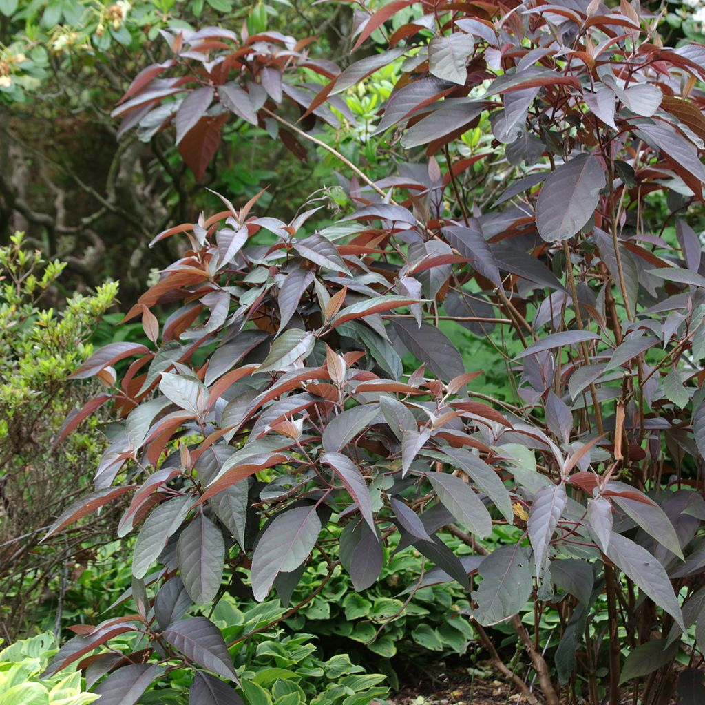 Hydrangea aspera Hot Chocolate - Ortensia