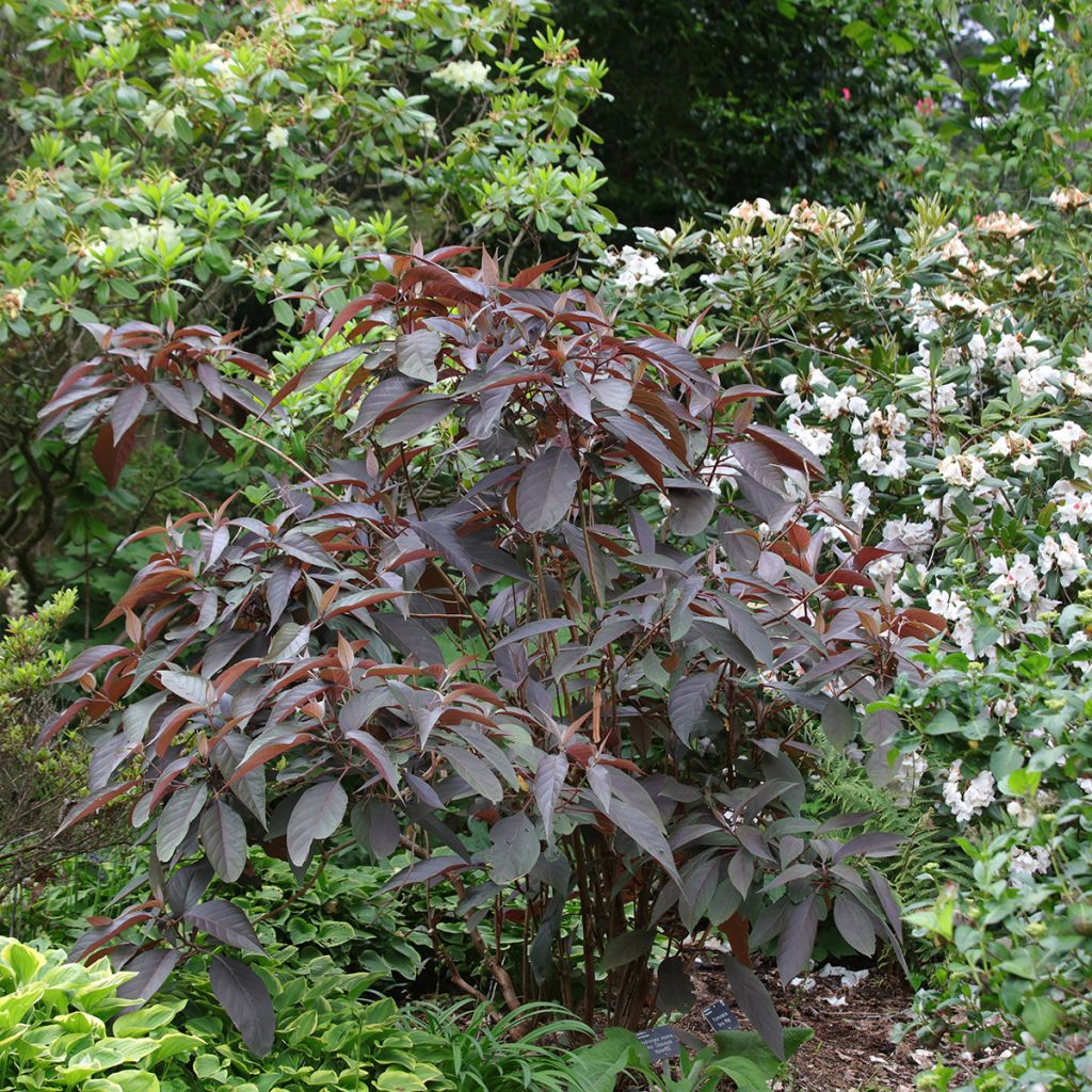 Hydrangea aspera Hot Chocolate - Ortensia