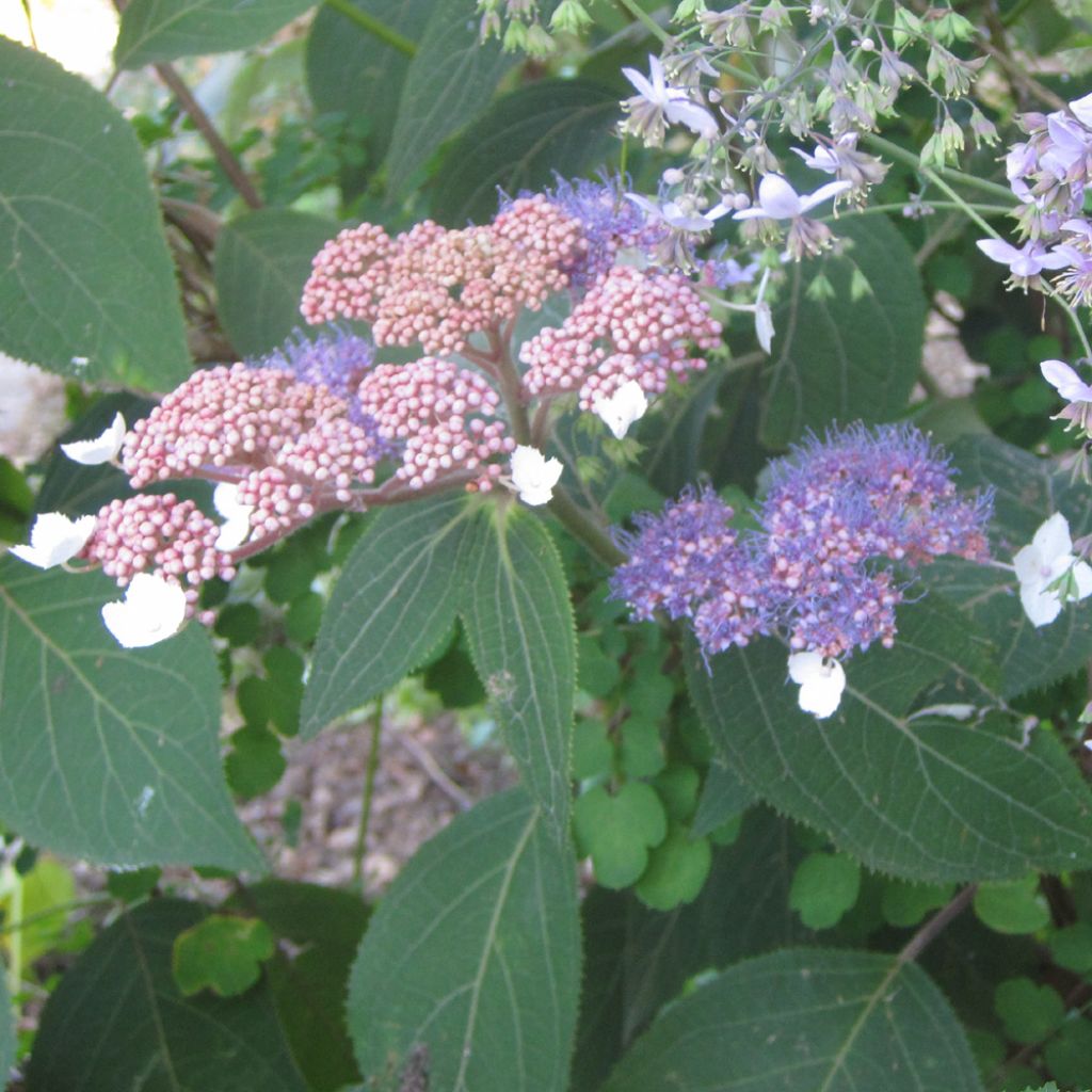 Hydrangea aspera Kawakami - Hortensia arbustif