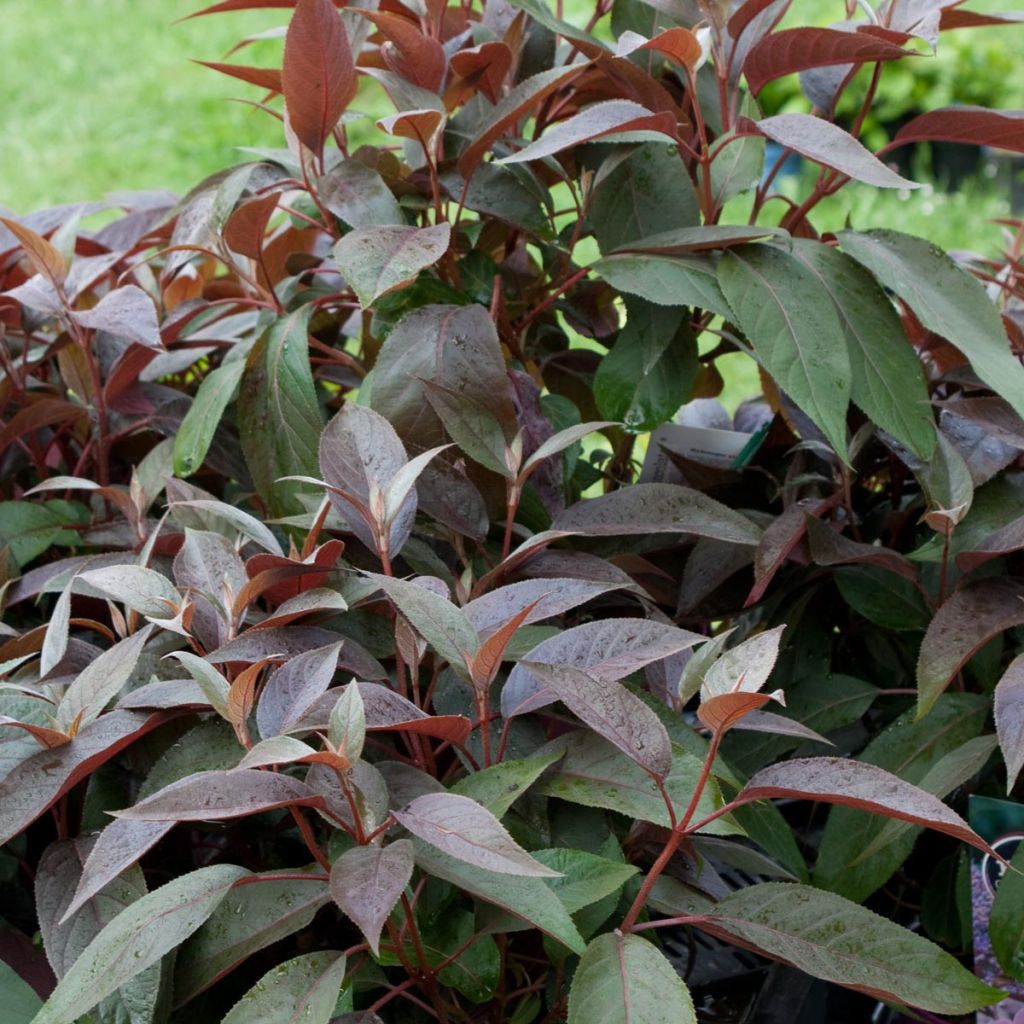 Hydrangea aspera Hot Chocolate - Ortensia