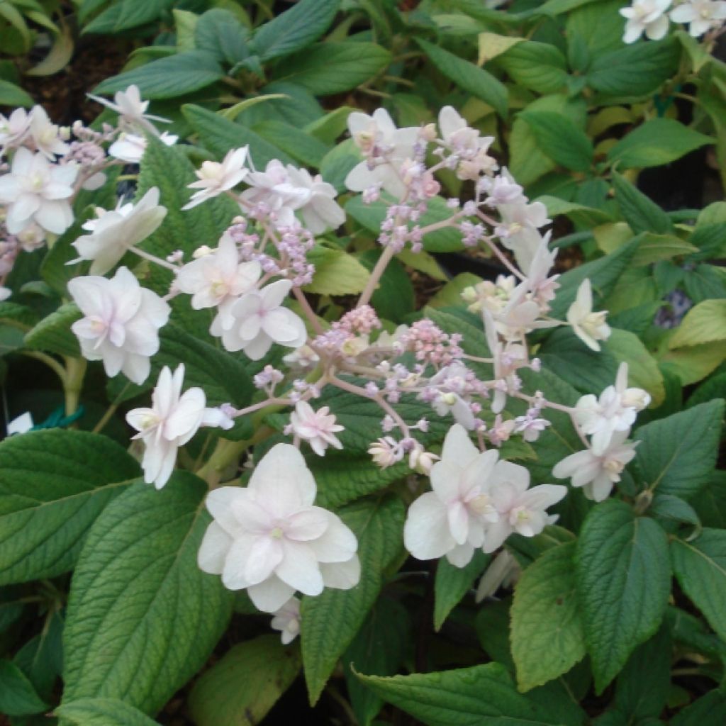 Hortensia - Hydrangea involu.Yoraku Tama