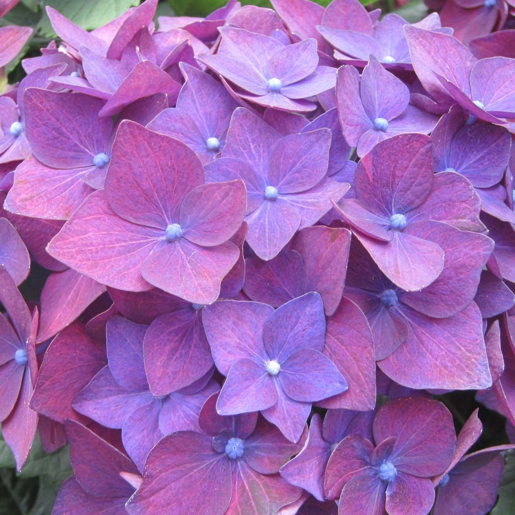 Hortensia - Hydrangea macro Deep Purple