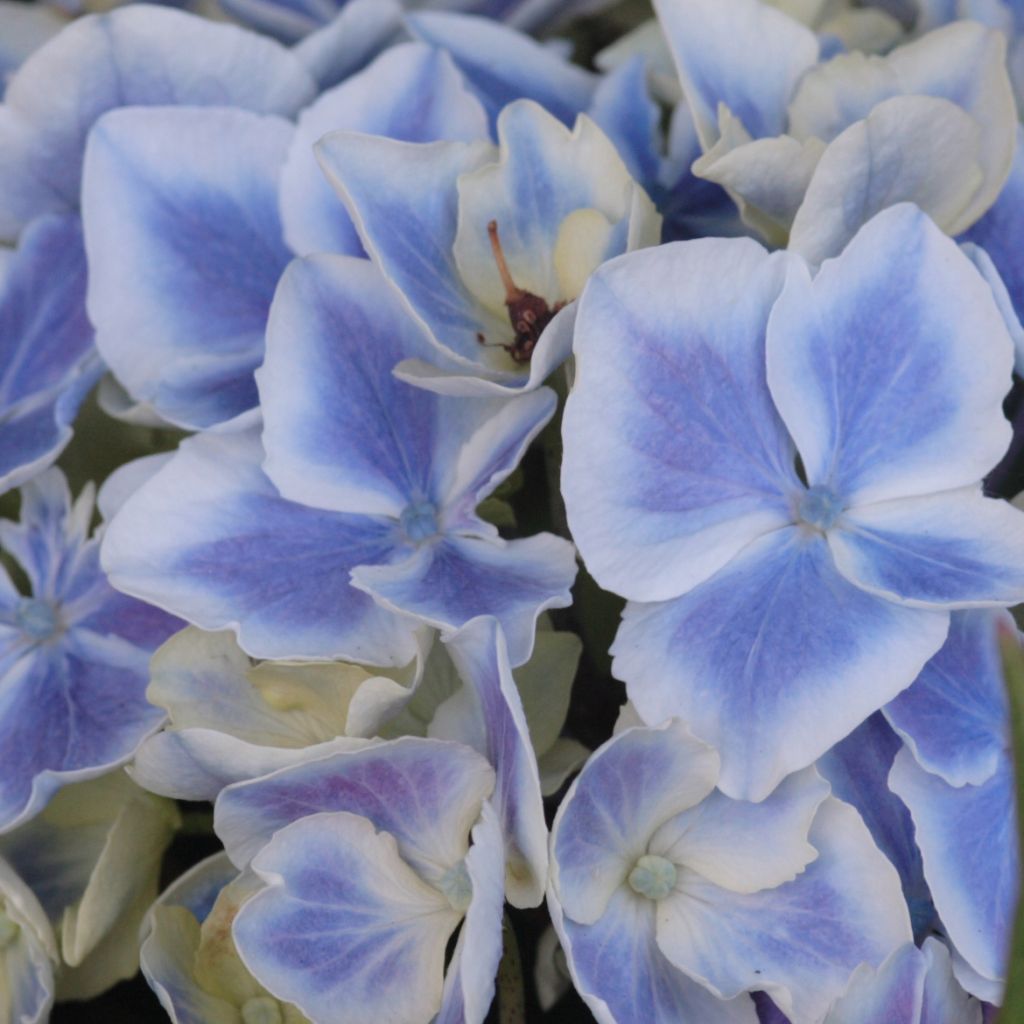 Hortensia - Hydrangea macro Lady Fujiyo