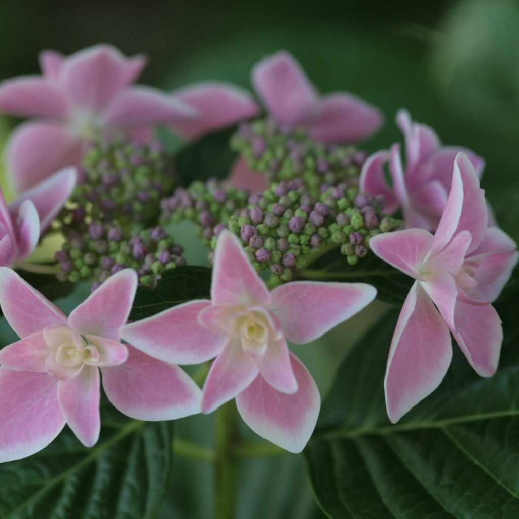 Hydrangea macro Stargazer - Hortensia