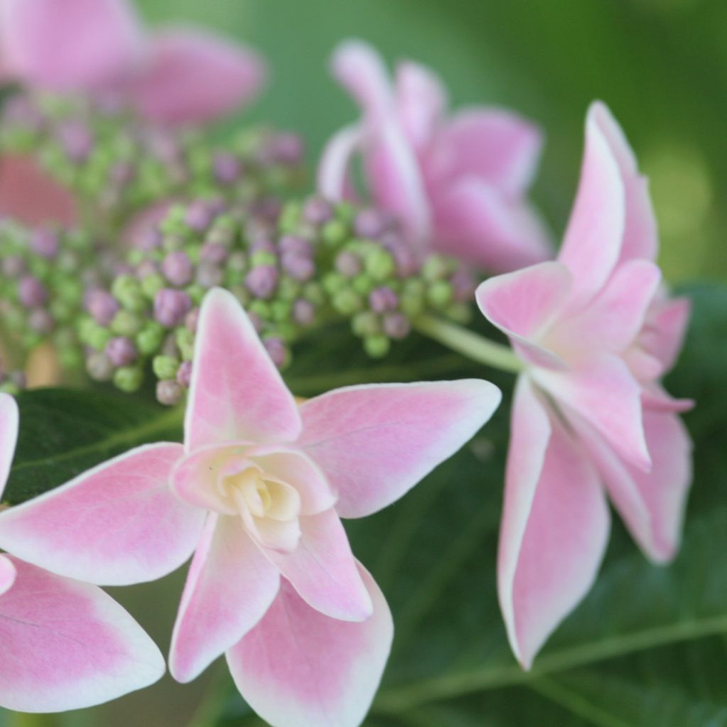 Hydrangea macro Stargazer - Hortensia