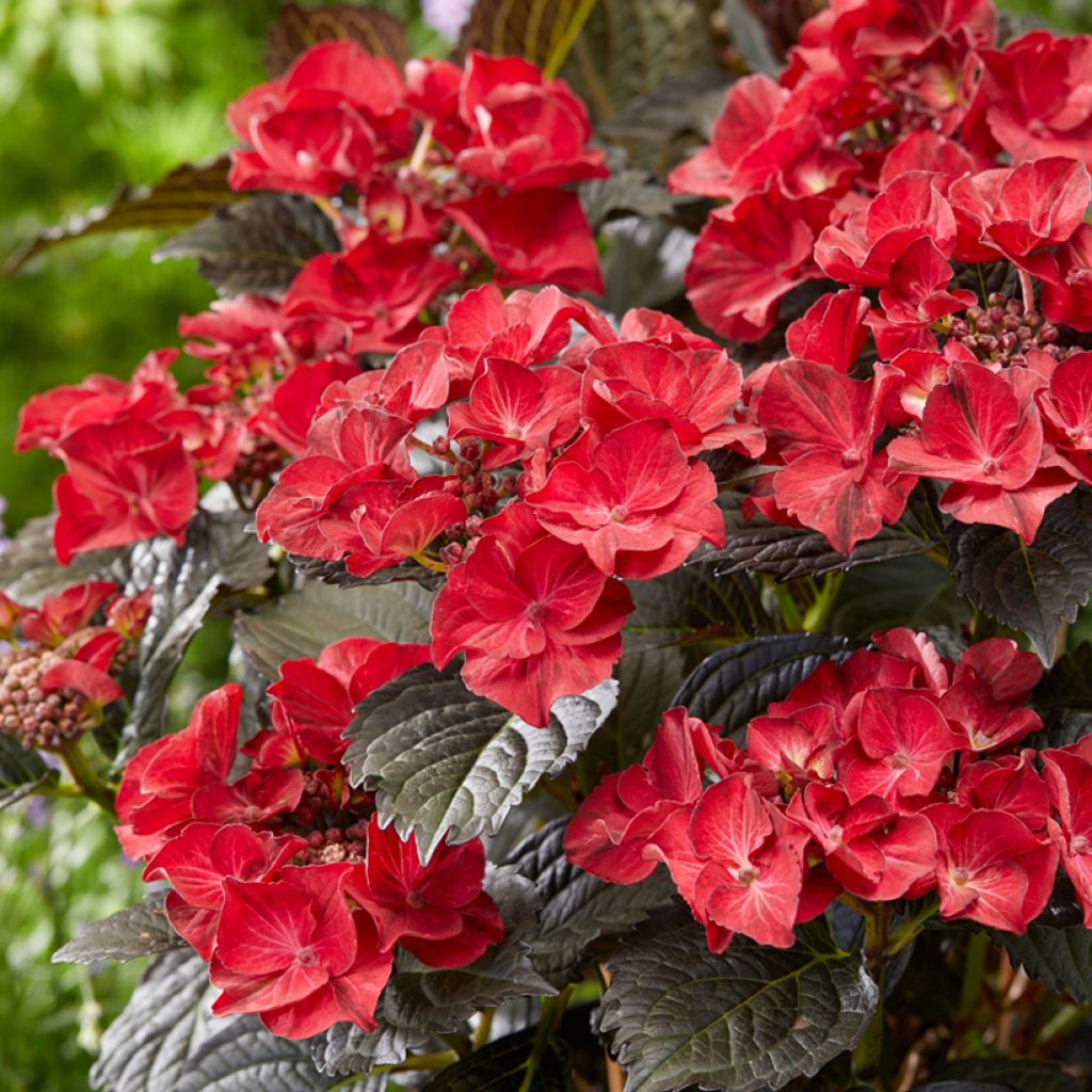 Hydrangea macrophylla After Midnight