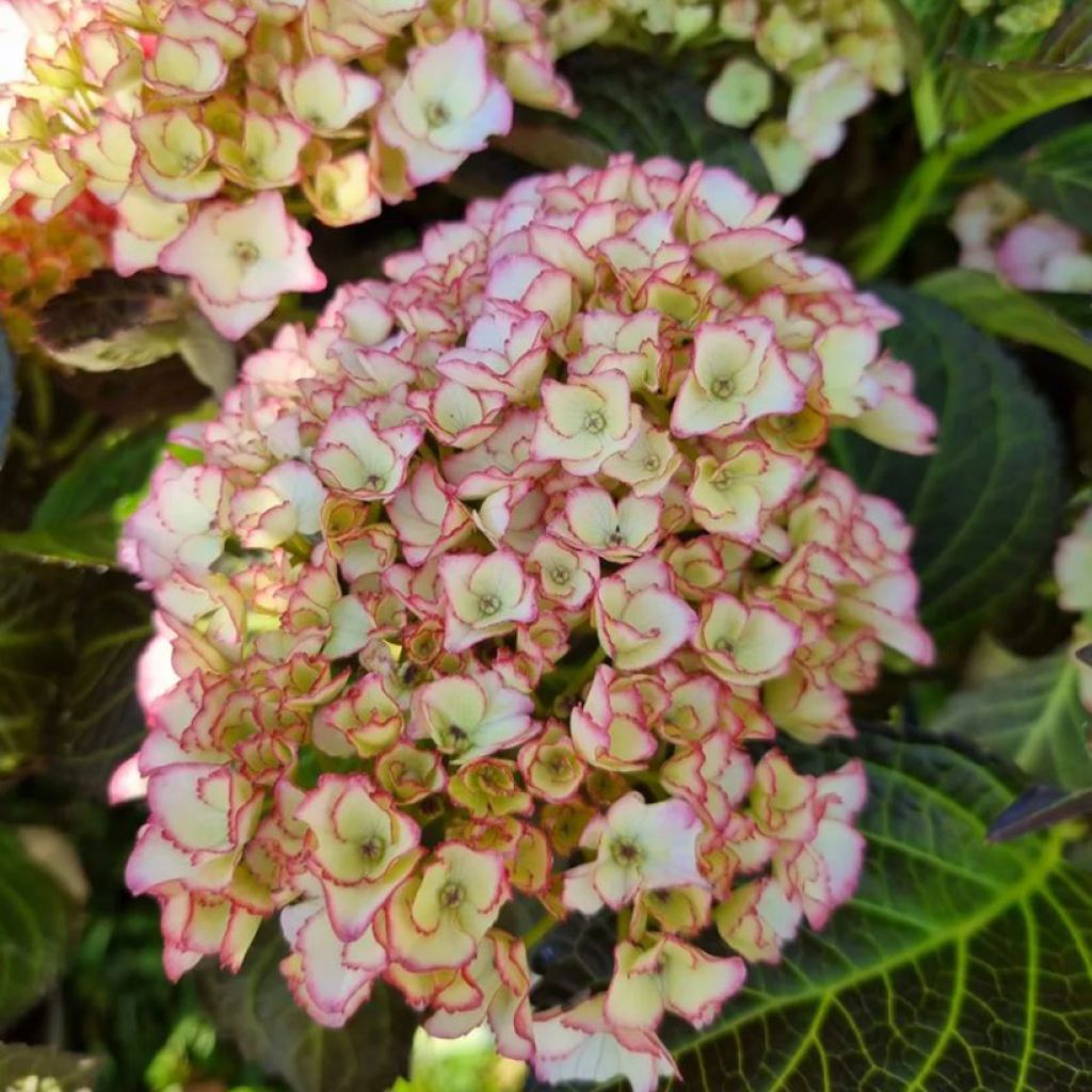 Hydrangea macrophylla Benthe