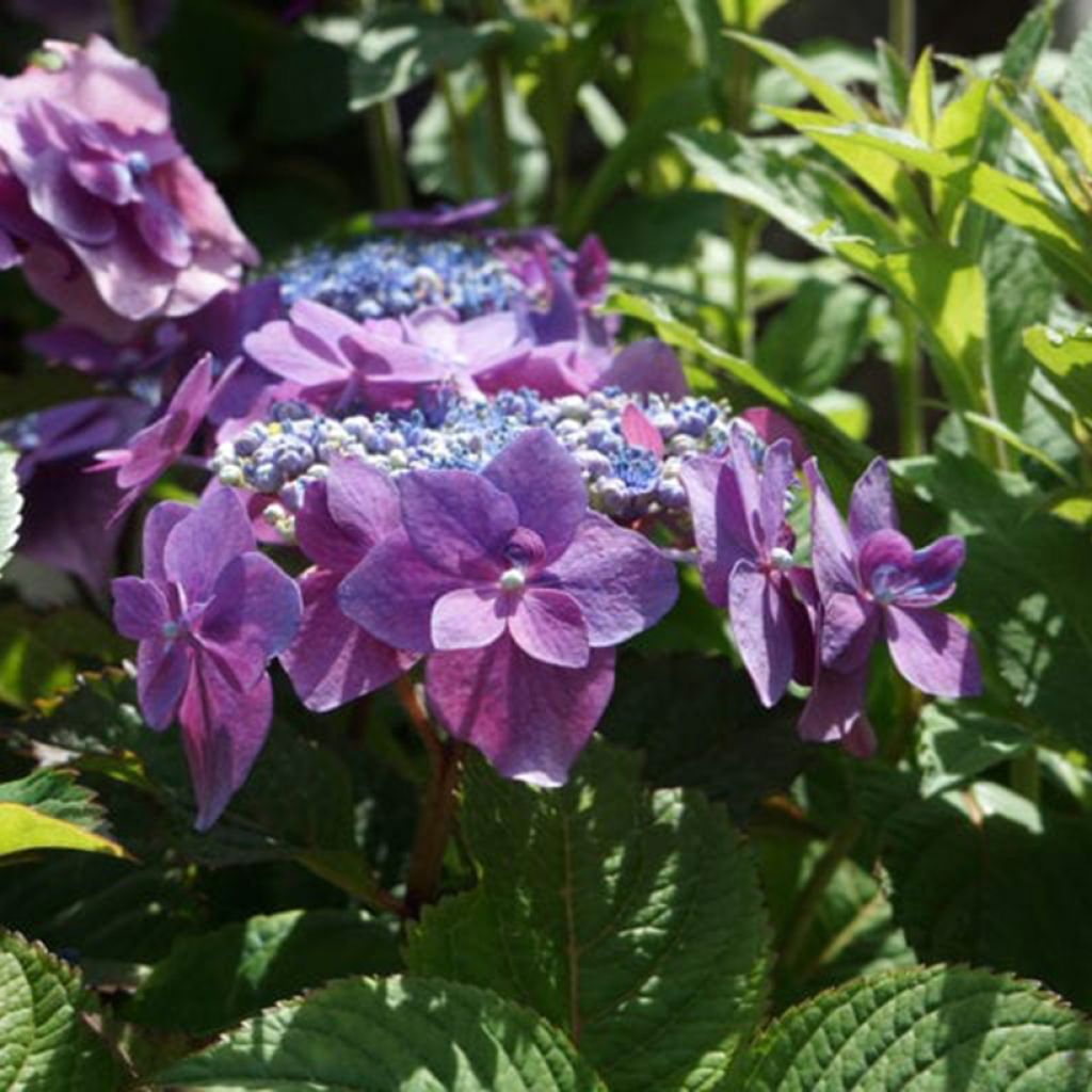 Hydrangea macrophylla Flair & Flavours Blackberry Pie