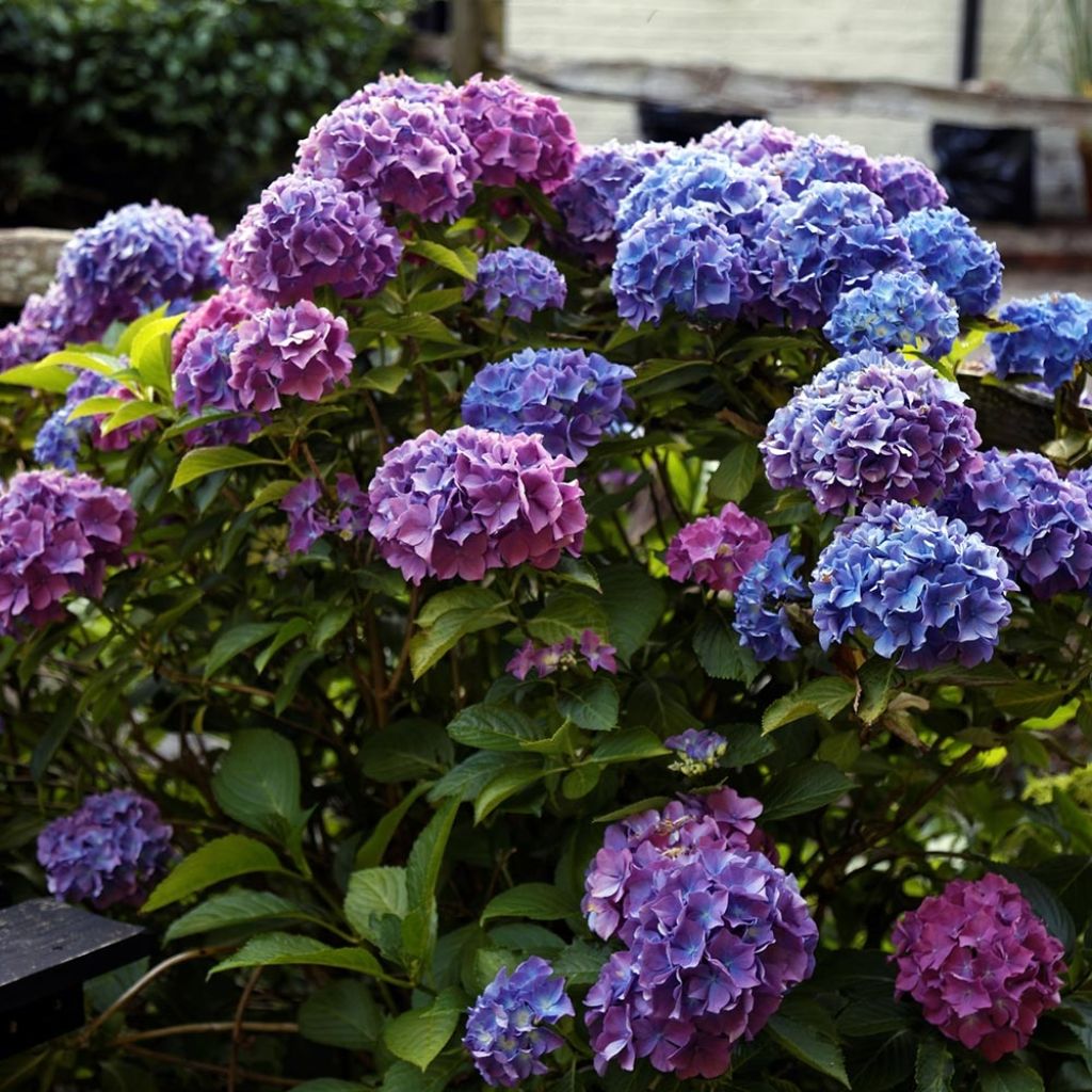 Hydrangea macrophylla Blauer Zwerg - Ortensia