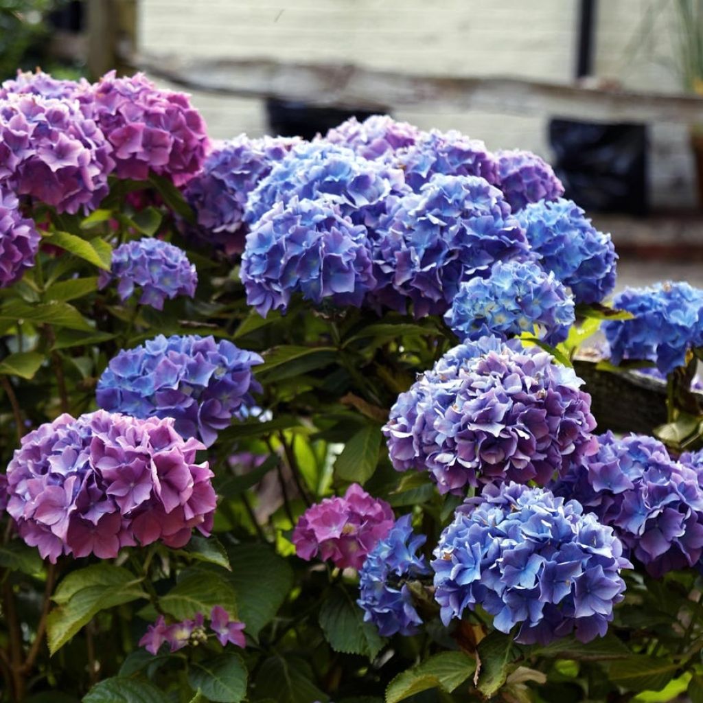 Hydrangea macrophylla Blauer Zwerg - Ortensia