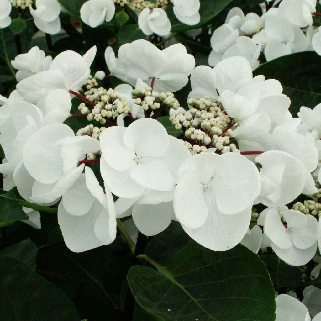 Hortensia - Hydrangea macrophylla Choco Chic®