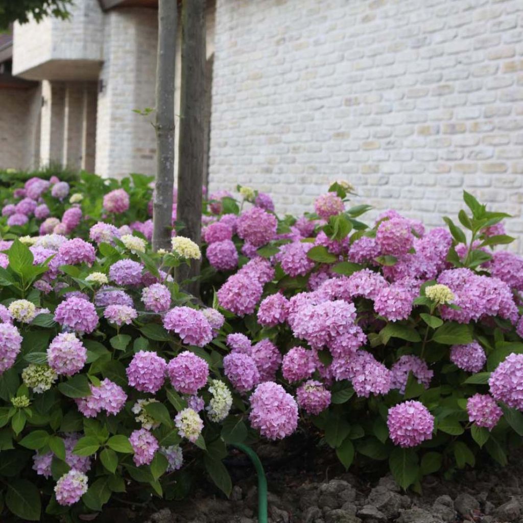 Hydrangea macrophylla Endless Summer The Original Pink - Ortensia