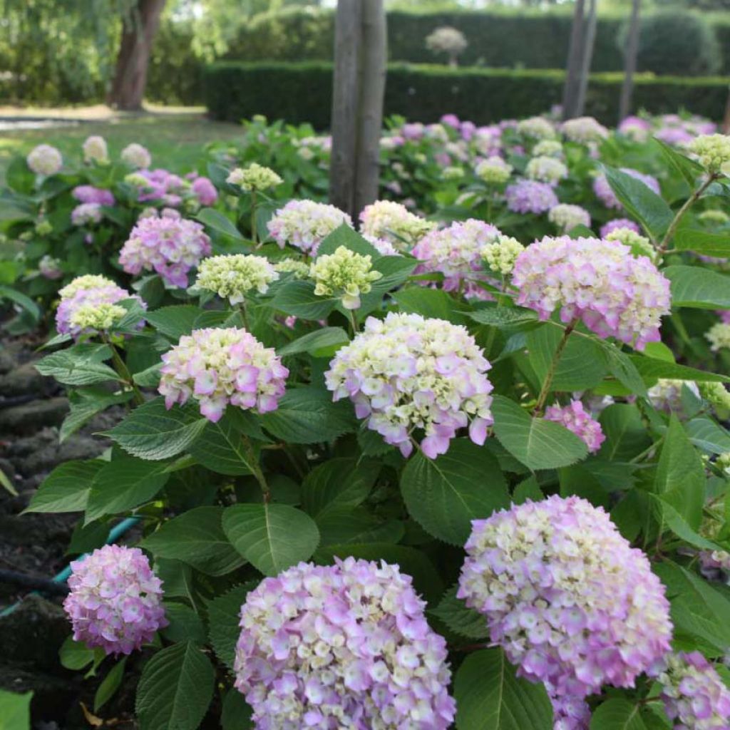 Hydrangea macrophylla Endless Summer The Original Pink - Ortensia