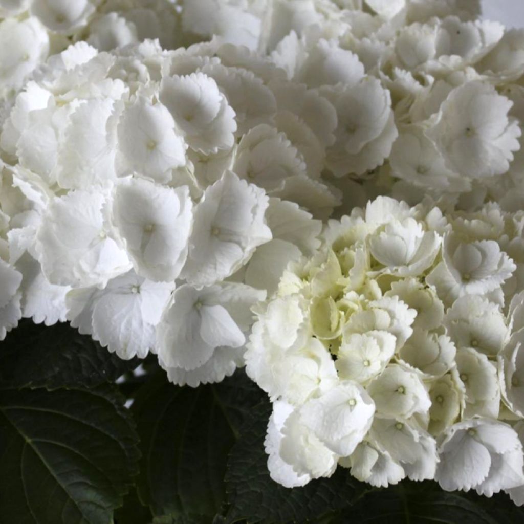 Hydrangea macrophylla Everbloom White Wonder