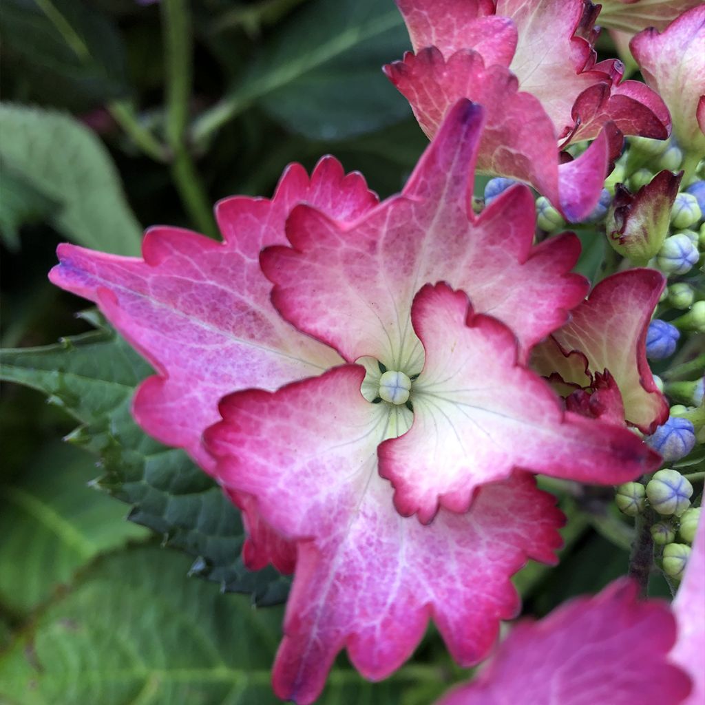 Hortensia - Hydrangea macrophylla French Cancan