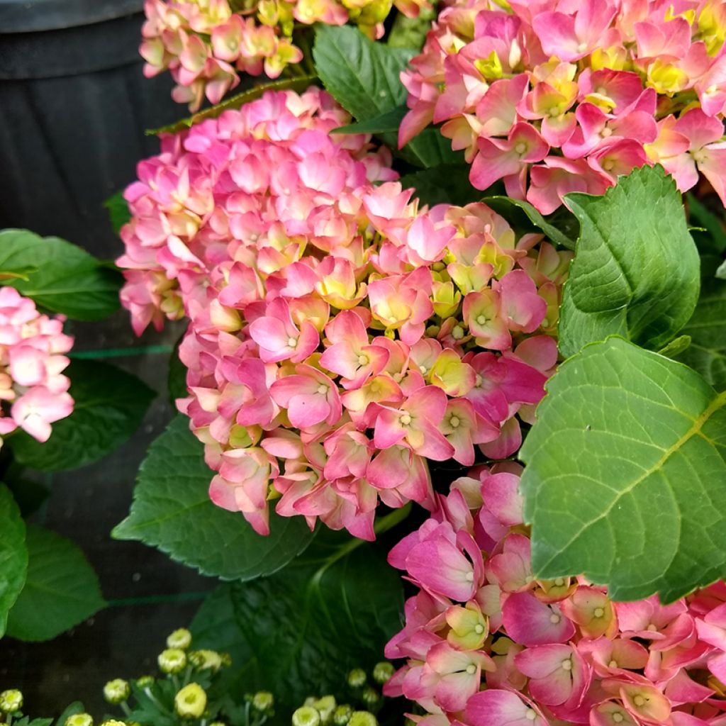 Hydrangea macrophylla Gräfin Cosel