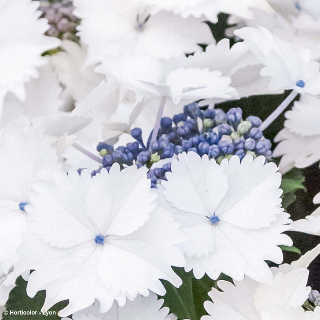 Hortensia - Hydrangea macrophylla Koria