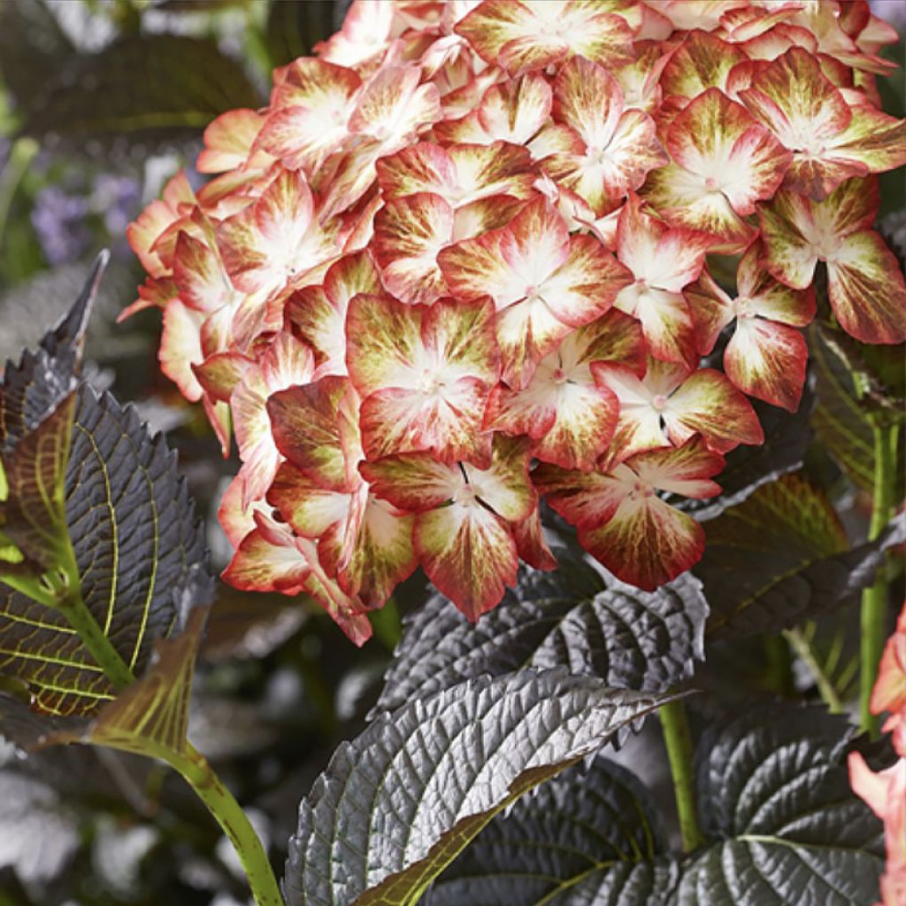 Hydrangea macrophylla Light My Fire