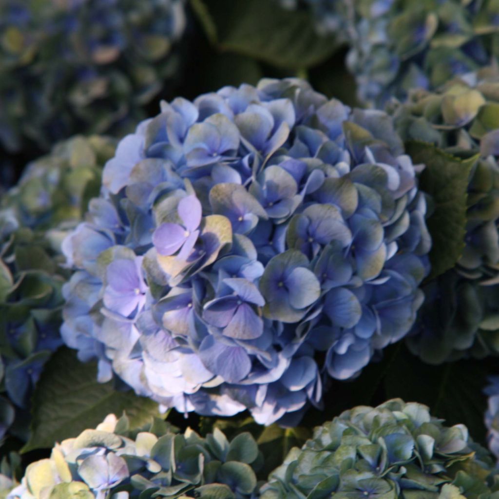 Hortensia Mathilde Gutges - Hydrangea macrophylla