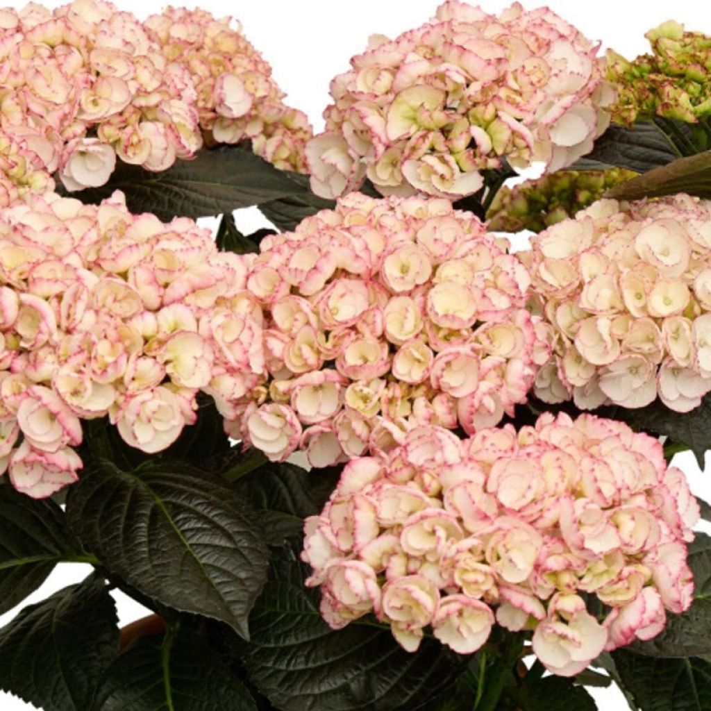 Hydrangea macrophylla Midnight Pearl