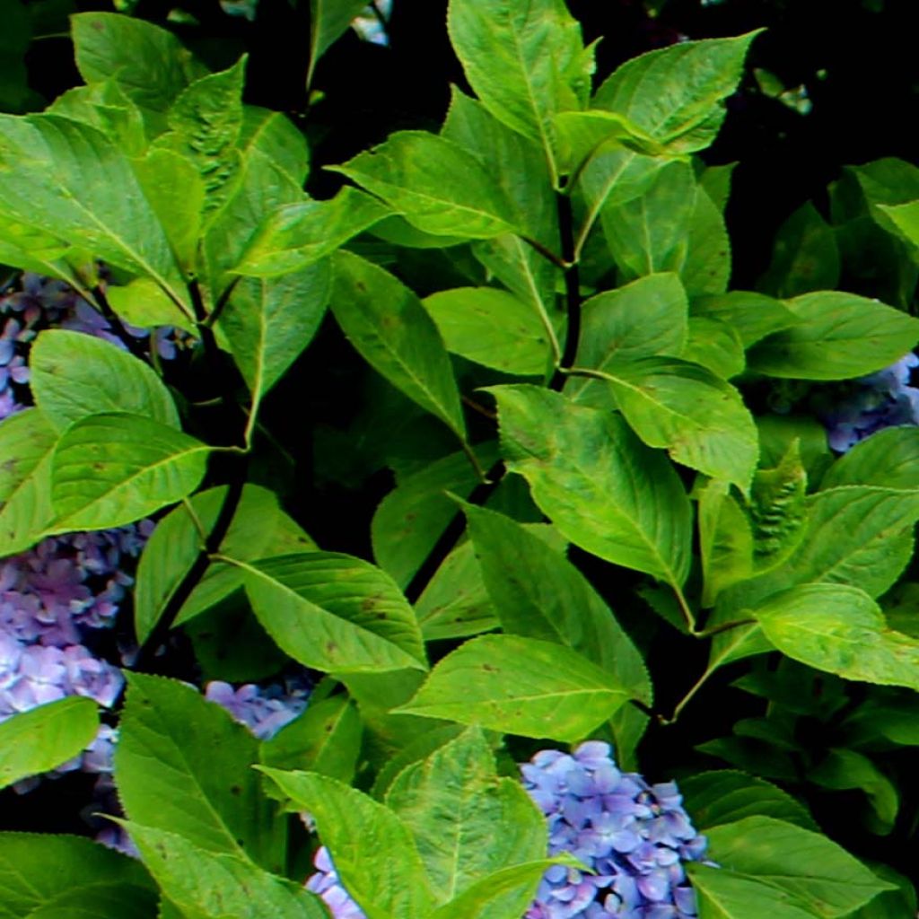 Hortensia - Hydrangea macrophylla Nigra