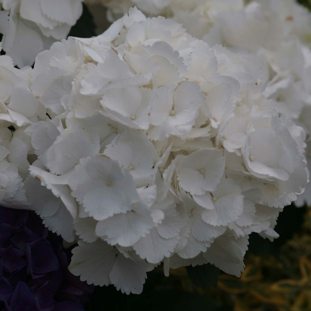 Hortensia - Hydrangea macrophylla Schneeball