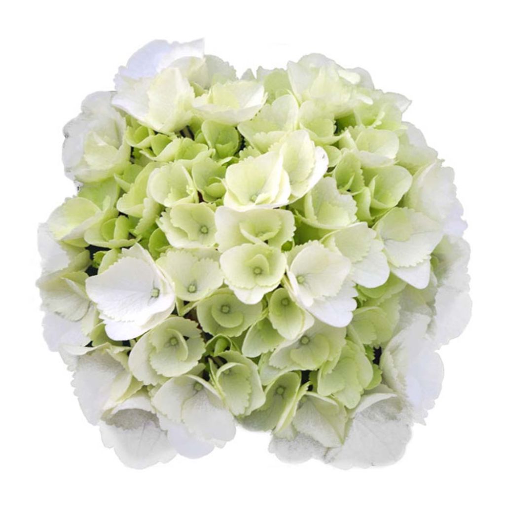 Hortensia - Hydrangea macrophylla Schneeball