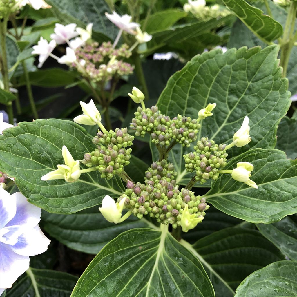 Hortensia - Hydrangea macrophylla Stargazer