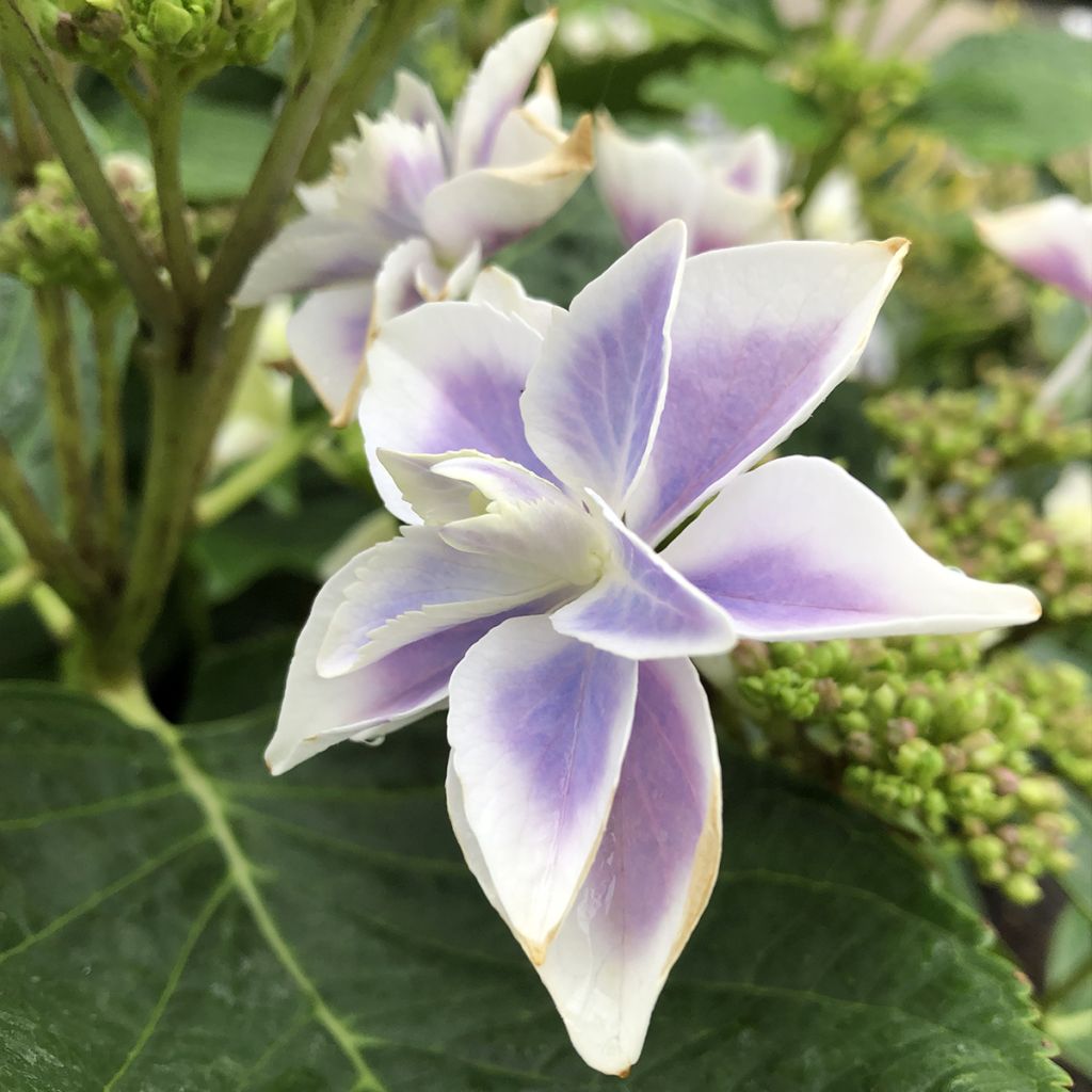 Hortensia - Hydrangea macrophylla Stargazer