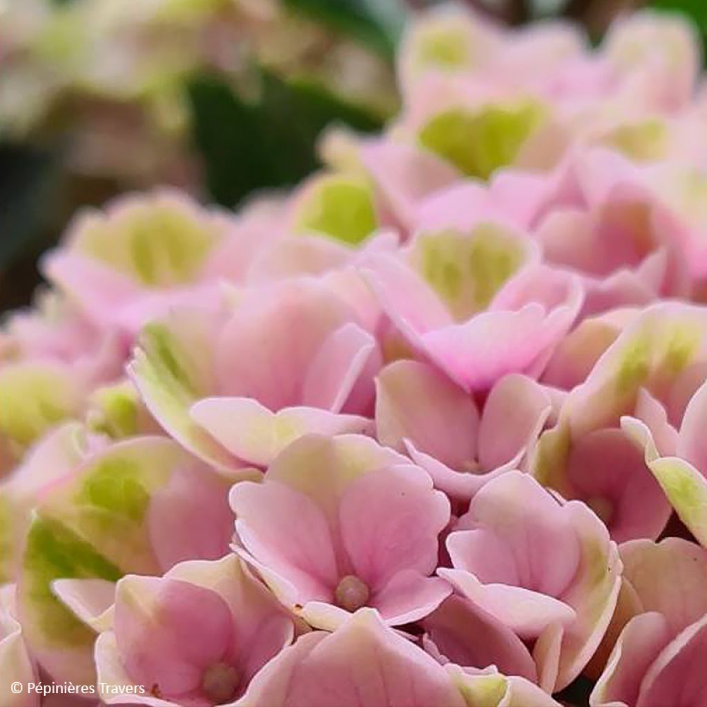 Hydrangea macrophylla Valvert - Ortensia