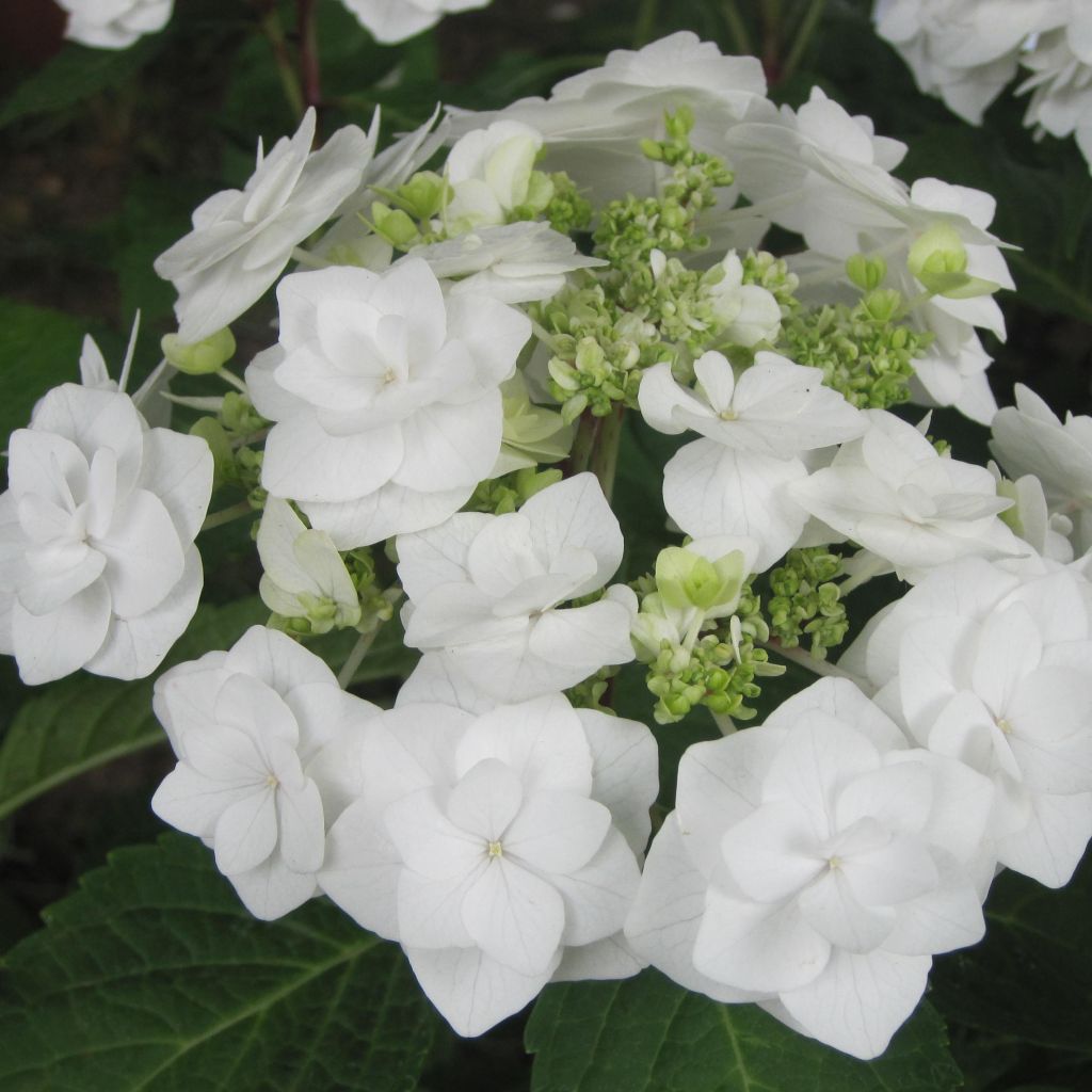 Hortensia - Hydrangea macrophylla Wedding Gown