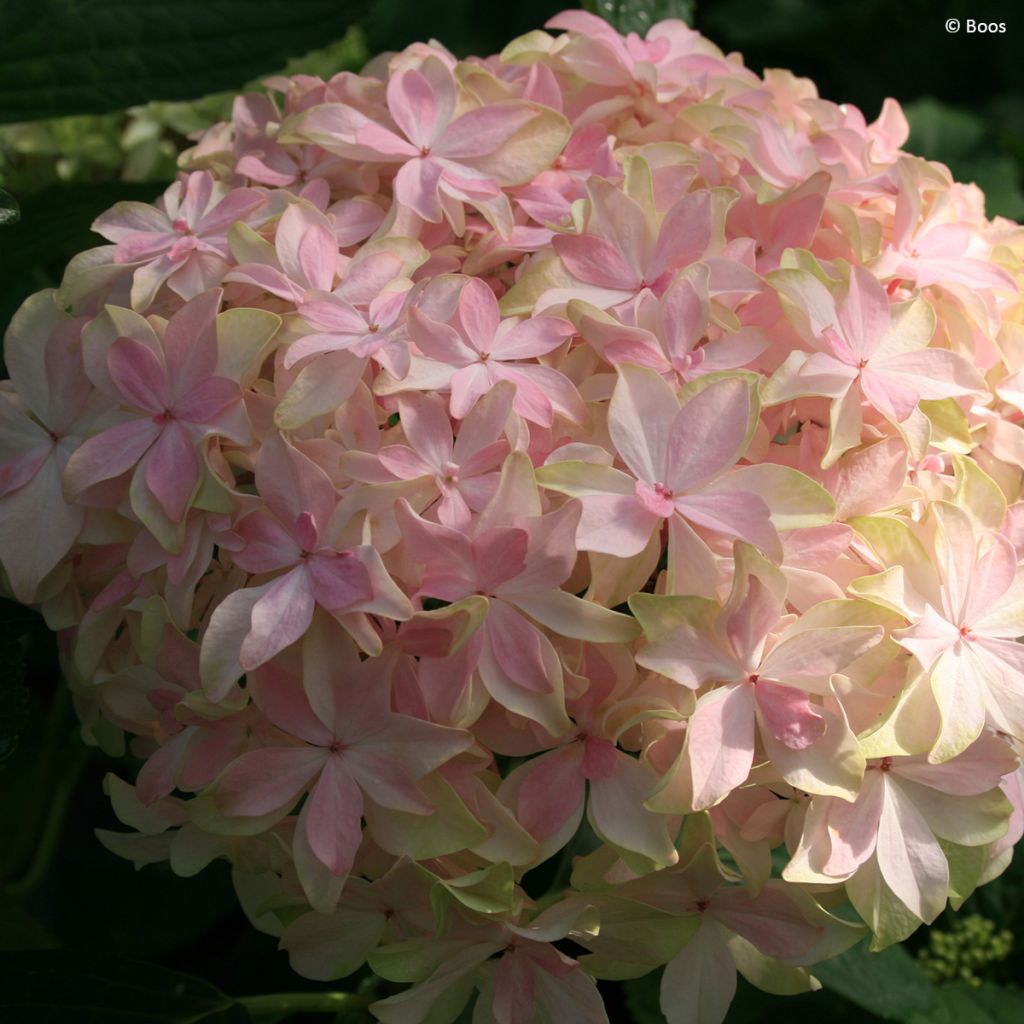 Hydrangea macrophylla You & Me 'Inspire' - Ortensia