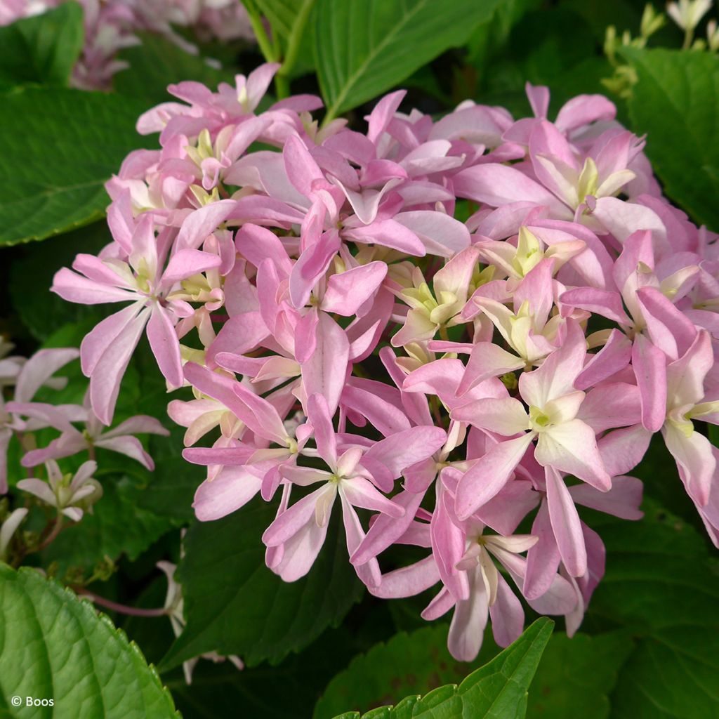 Hydrangea macrophylla You & Me 'Inspire' - Ortensia