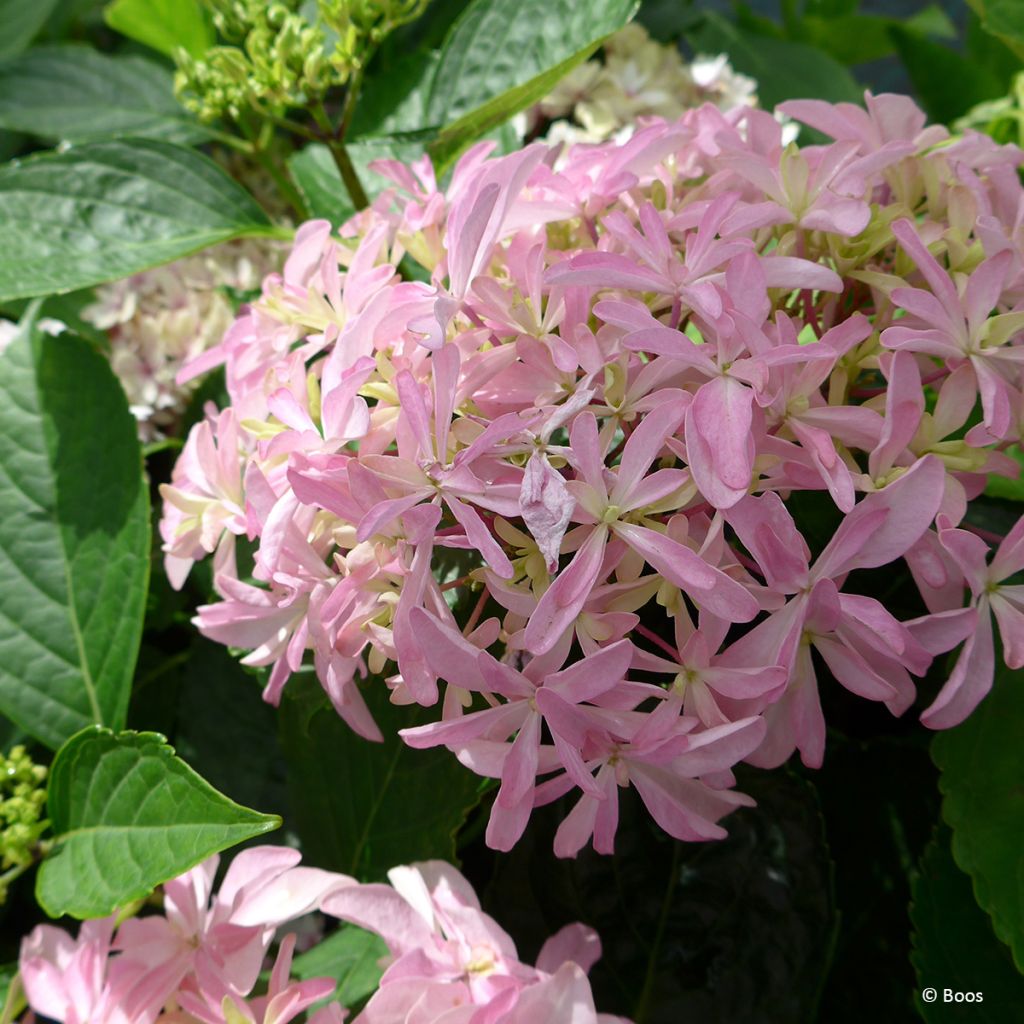 Hydrangea macrophylla You & Me 'Inspire' - Ortensia