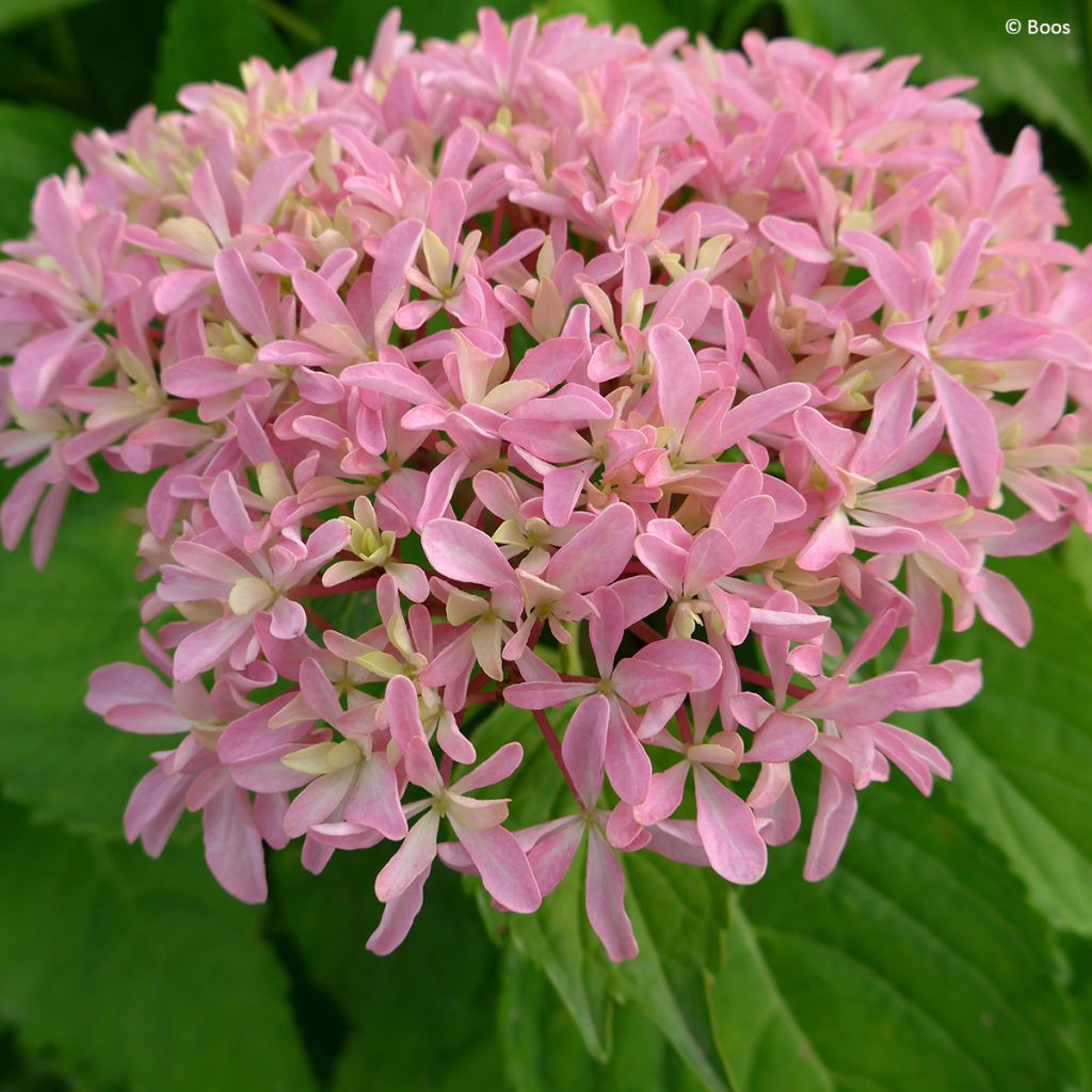 Hydrangea macrophylla You & Me 'Inspire' - Ortensia