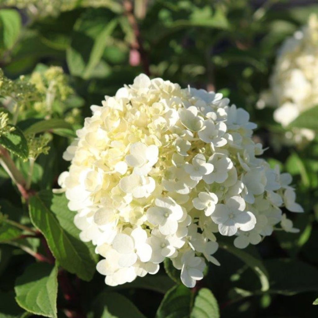 Hydrangea paniculata Bobo - Ortensia paniculata