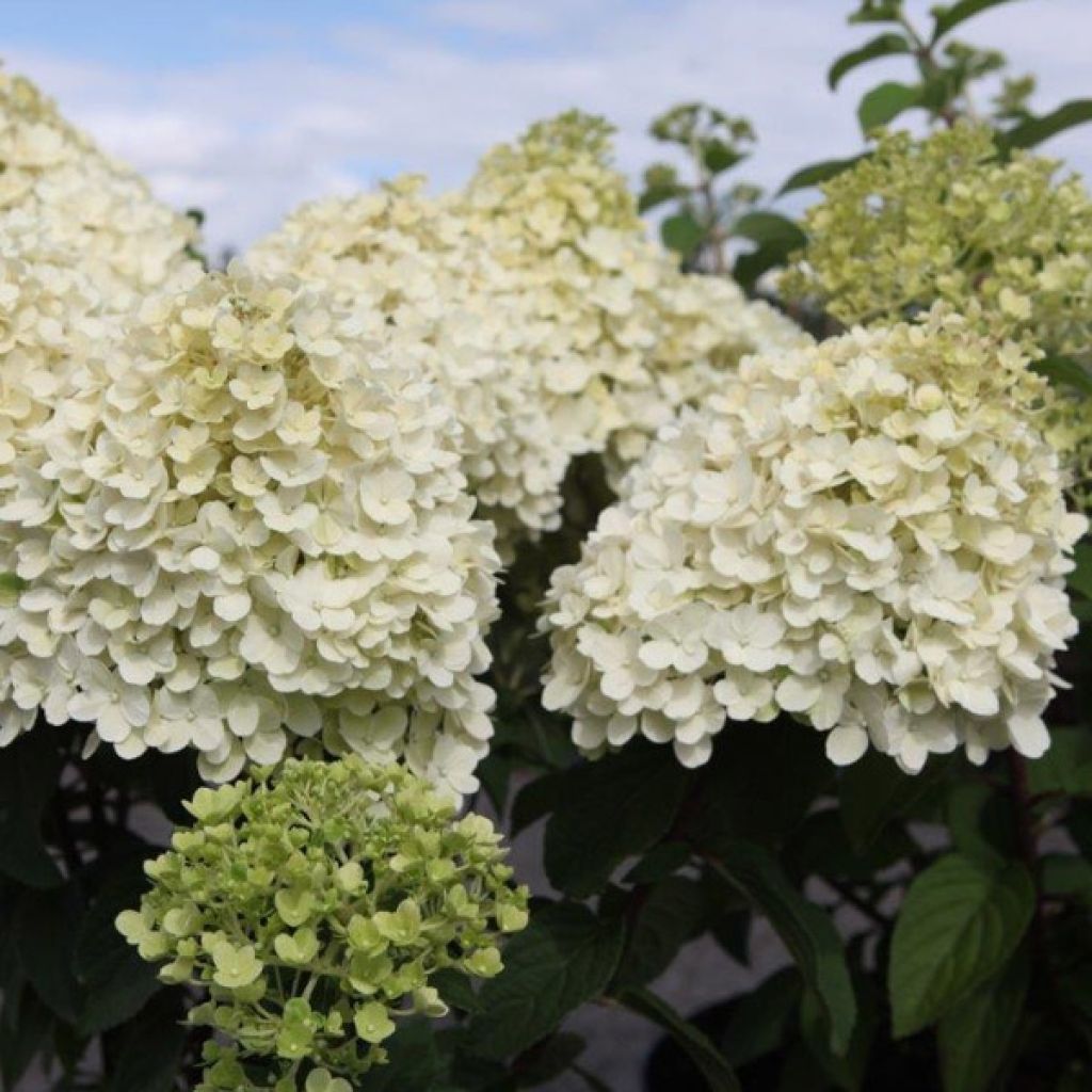 Hydrangea paniculata Bobo - Ortensia paniculata