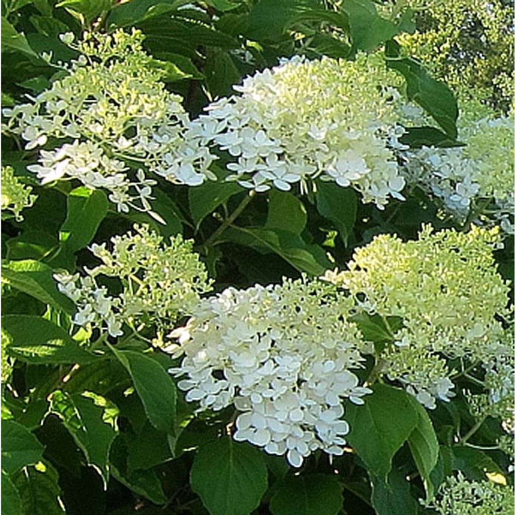 Hortensia - Hydrangea paniculata Bombshell