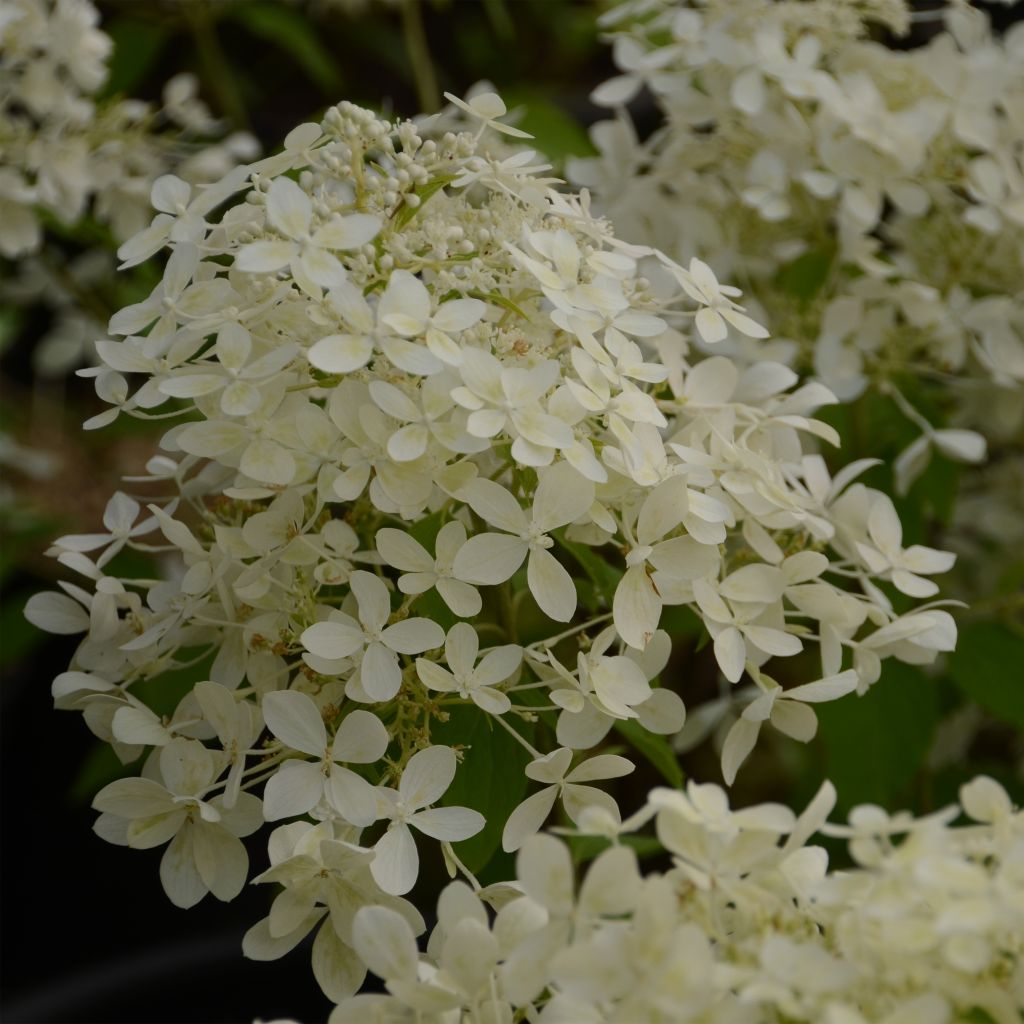 Hydrangea paniculata Dentelle De Gorron - Ortensia paniculata