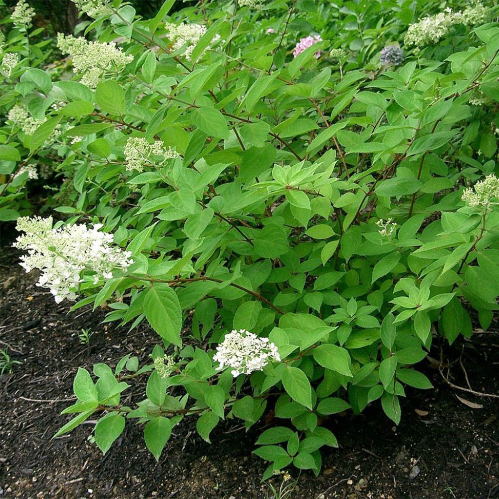 Hydrangea paniculata Grandiflora - Ortensia paniculata